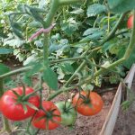 Hoe je tomaten goed water geeft: waarom diep planten het gewas redt en van phytophthora afkomt hoe-je-tomaten-goed-water-geeft-waarom-diep-planten-het.jpg