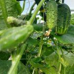 Hoe komkommers water geven zodat ze niet bitter worden: eenvoudige hulpmiddelen van rommel van het platteland hoe-komkommers-water-geven-zodat-ze-niet-bitter-worden-eenvoudige.jpg