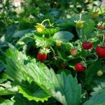 hoeveel-jaar-leven-tuinaardbeien-wanneer-is-het-tijd-om-je.jpg