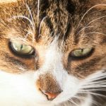 Waarom een kat in de leegte staart: praten met een parallelle wereld of roofdiervisie waarom-een-kat-in-de-leegte-staart-praten-met-een.jpg