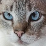 Waarom een kat voedsel begraaft: geen hygiëne, maar een diplomatiek gebaar waarom-een-kat-voedsel-begraaft-geen-hygiene-maar-een-diplomatiek.jpg