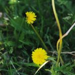 Waarom ervaren moestuiniers paardenbloemen uit de wortels plukken: kaliummeststof uit onkruid dat je niet kunt kopen waarom-ervaren-moestuiniers-paardenbloemen-uit-de-wortels-plukken-kaliummeststof-uit.jpg